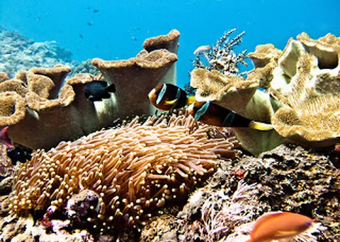 Waru Nusa Lembongan (Bali)